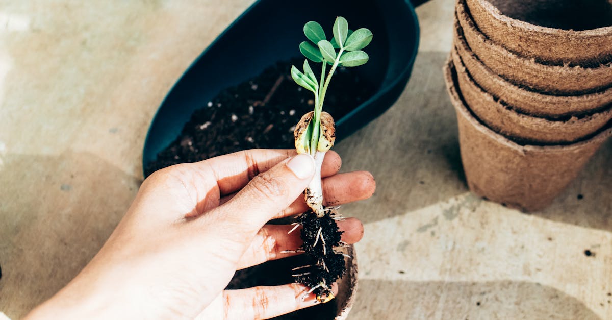 From above crop anonymous gardener showing young plant sprout before planting in temporary paper pot on sunny terrace